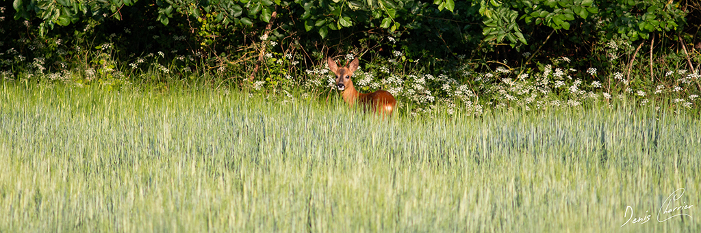 Chevrette en lisière de forêt